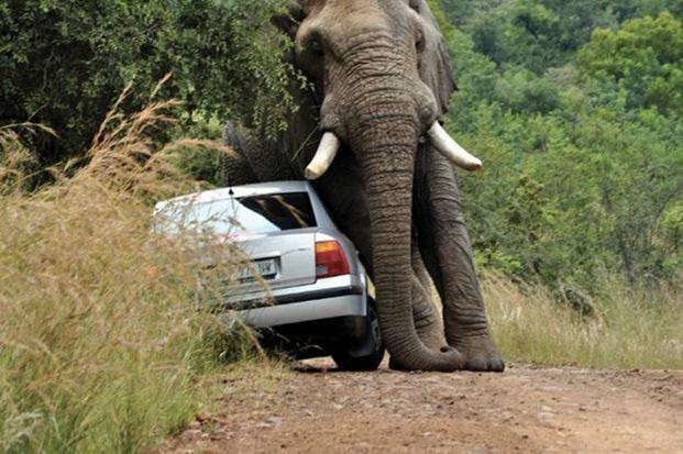 Don't Pass The Elephant!