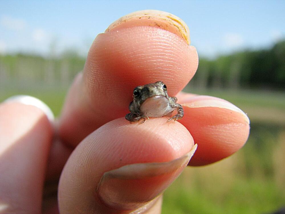 The Cutest Frog Ever