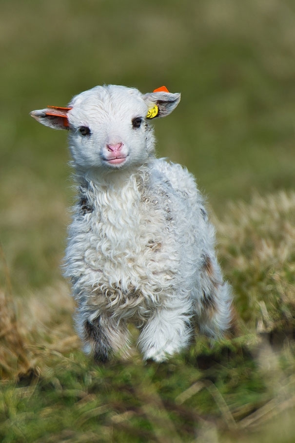 Lets Get Warm And Fuzzy With These Adorable Baby Animals.