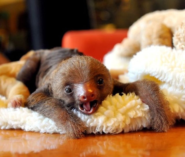 Lets Get Warm And Fuzzy With These Adorable Baby Animals.