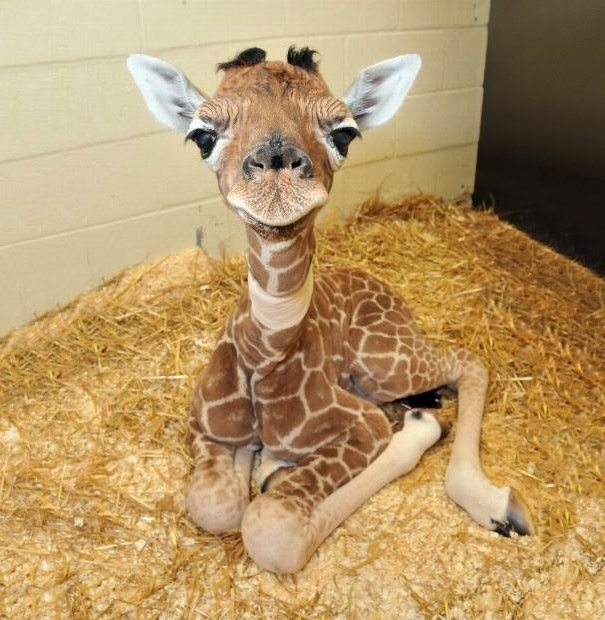 Lets Get Warm And Fuzzy With These Adorable Baby Animals.