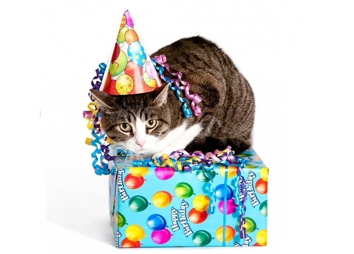 Birthday Celebrating Kitties!