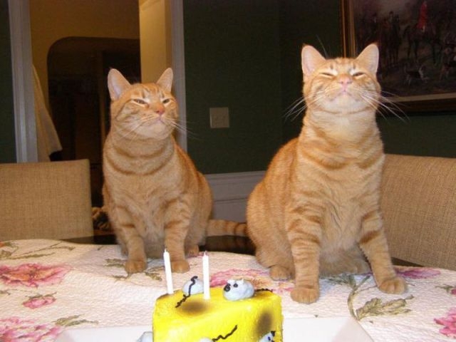 Birthday Celebrating Kitties!