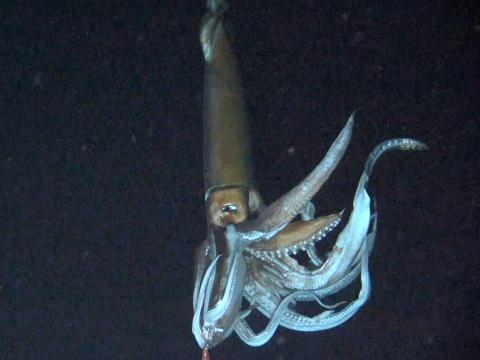 Giant Squid Do Exist