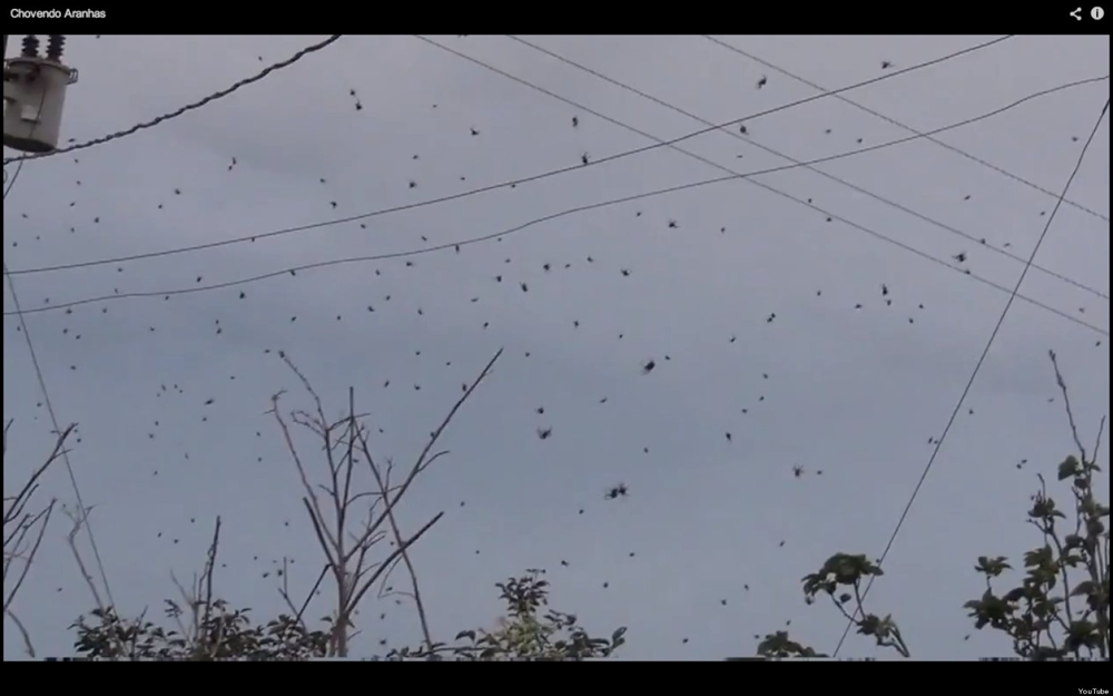 1000 Of Spiders Are Raining Down On People In Brazil!