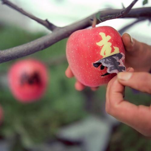 Tattooed Apples Is a New Trend Asia