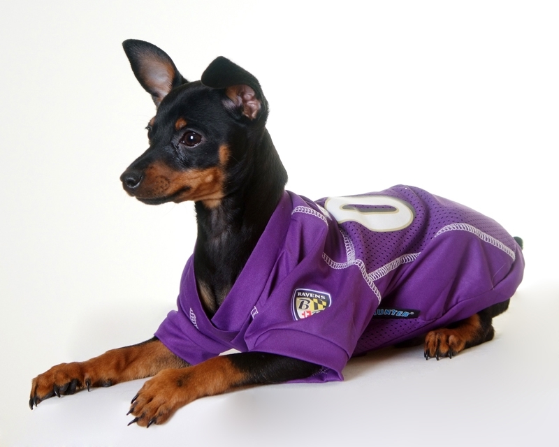 Dogs in Football Jerseys! How Cute