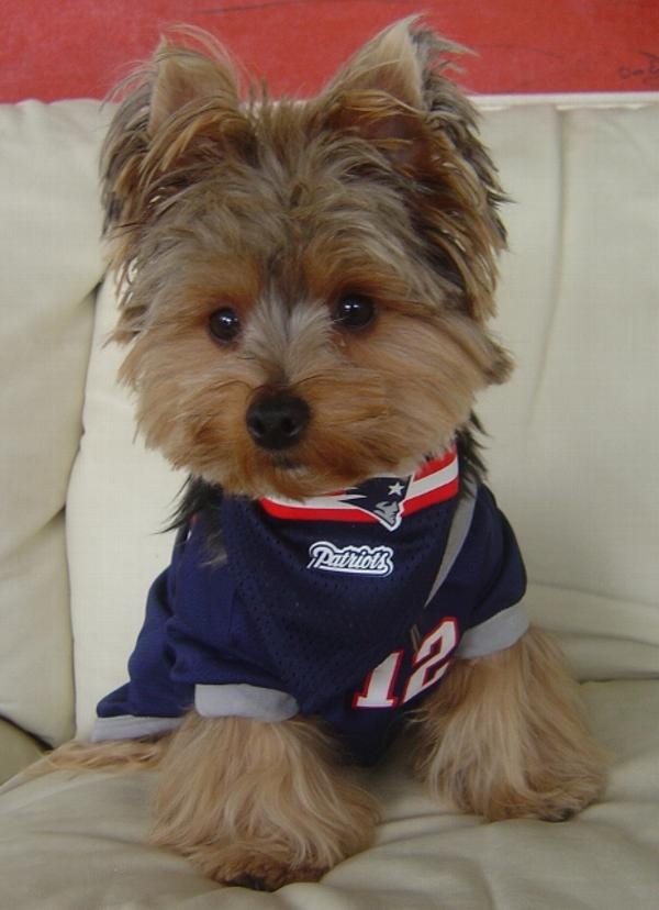 Dogs in Football Jerseys! How Cute