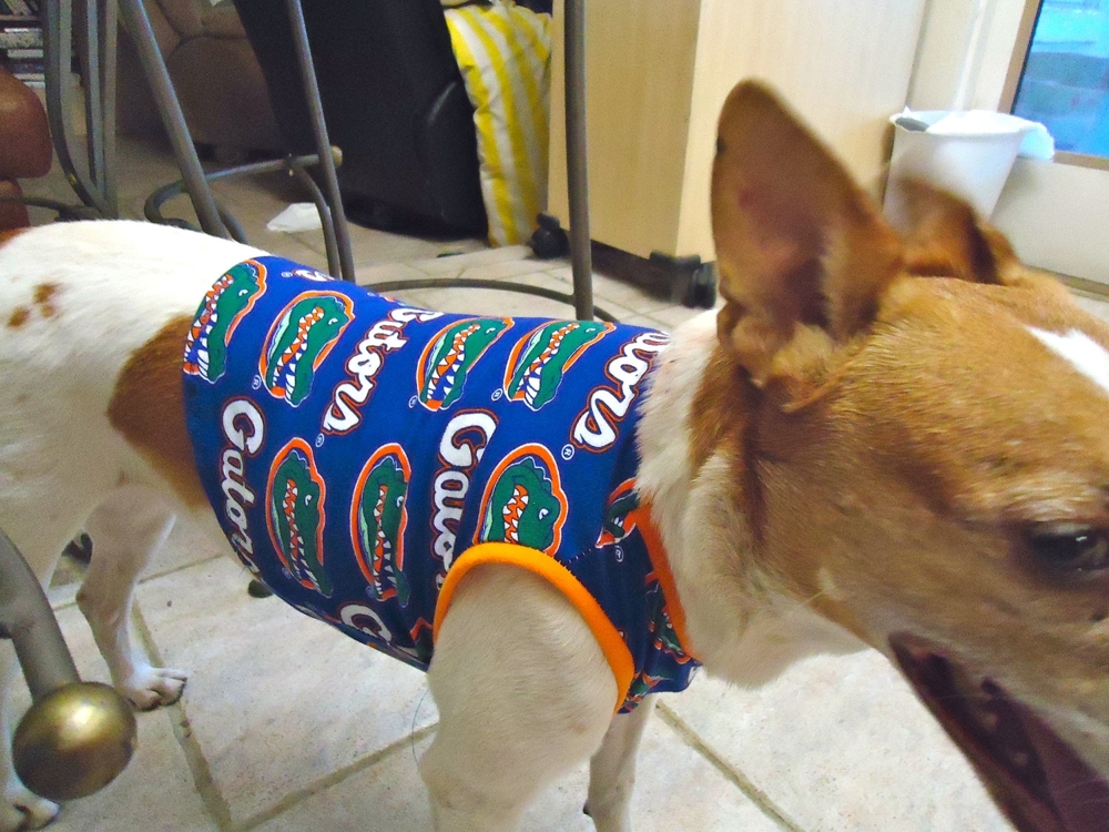 Dogs in Football Jerseys! How Cute