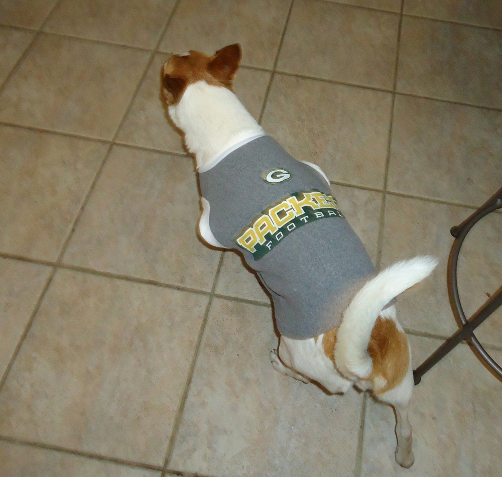 Dogs in Football Jerseys! How Cute