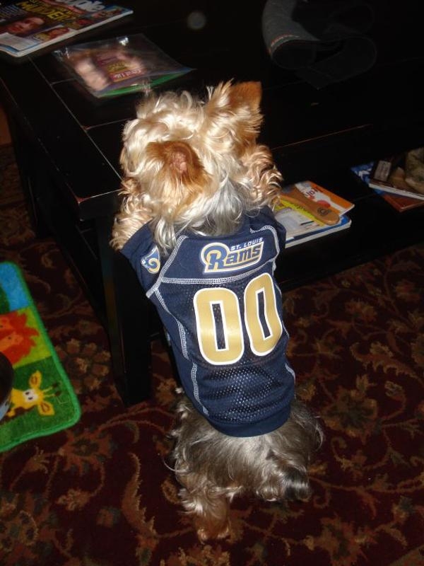 Dogs in Football Jerseys! How Cute