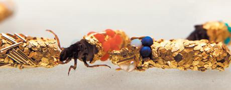 Fancy Insects, Watch These Bugs Dress Themselves in Jewelry 