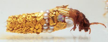Fancy Insects, Watch These Bugs Dress Themselves in Jewelry 