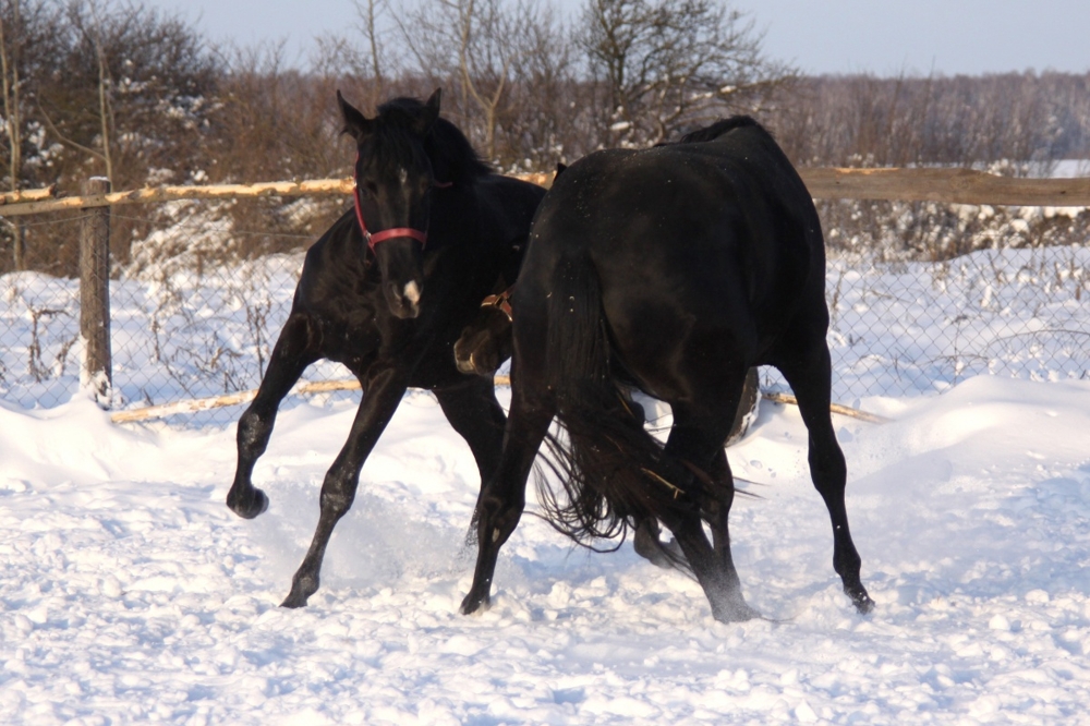Horsies Like To Play In The Snow Too!