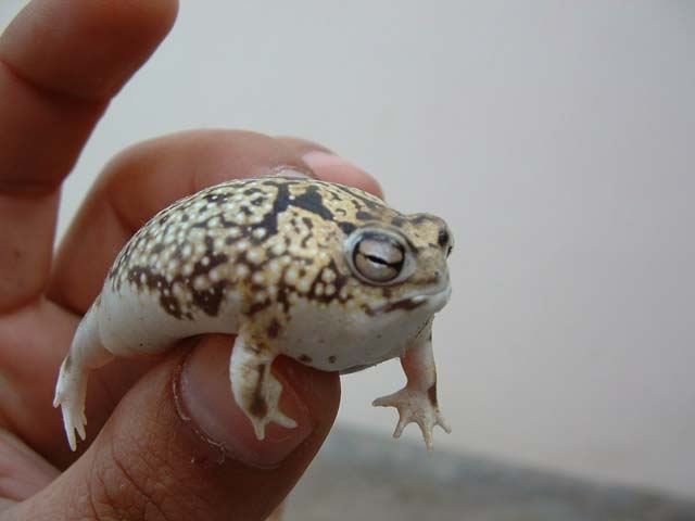 The Squeakiest and Most Adorable Frog Ever!
