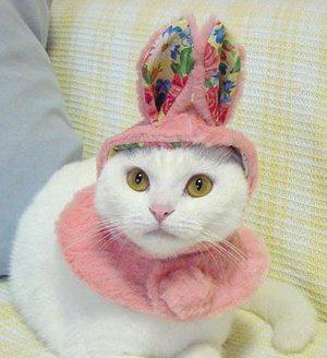 Fancy Cats, Awesome Hats 