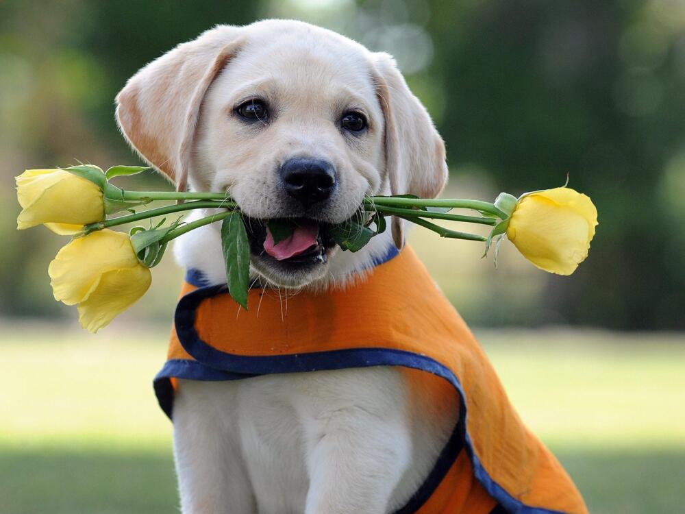 I Brought These Flowers Just for You