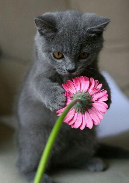 I Brought These Flowers Just for You