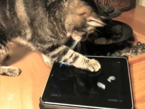Cats and Ipads