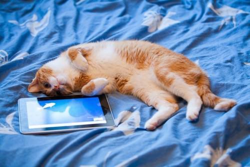 Cats and Ipads