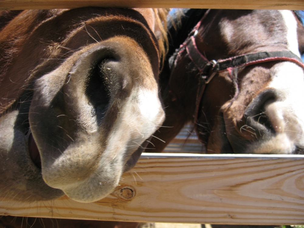 Animal Noses Close Up, Cuteness Overload!