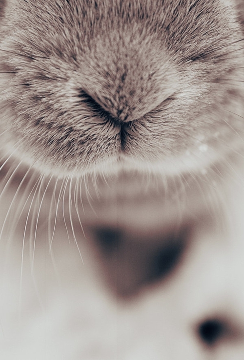 Animal Noses Close Up, Cuteness Overload!