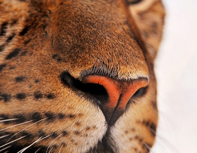 Animal Noses Close Up, Cuteness Overload!