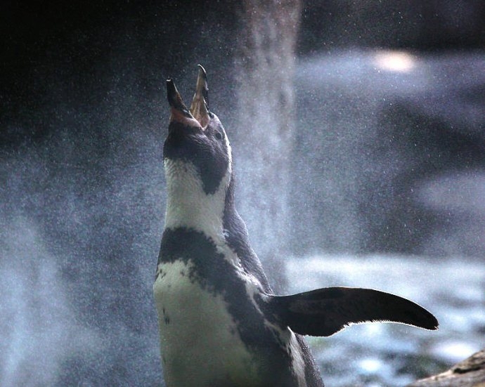 There's Not Enough Awww's For These Adorable Penguins!