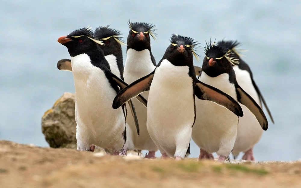 There's Not Enough Awww's For These Adorable Penguins!