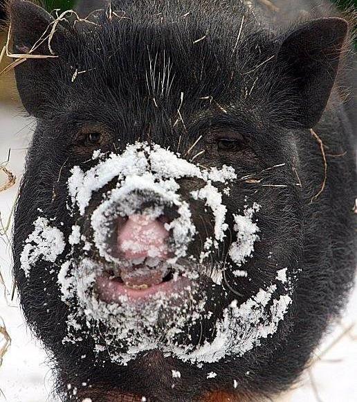 Snow Coke Anyone?