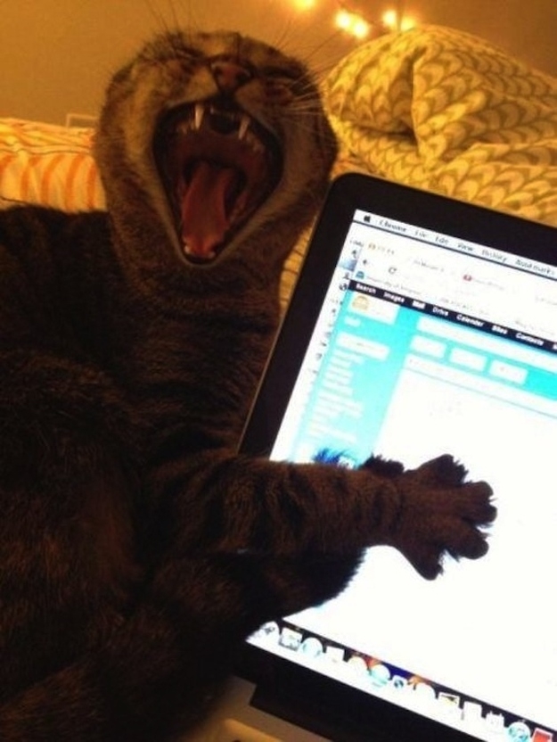 This cat who needs you to chill with the checking Gmail every five seconds.