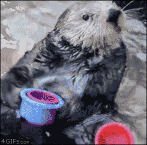 This otter who doesn't want to play your stupid cup game anymore.
