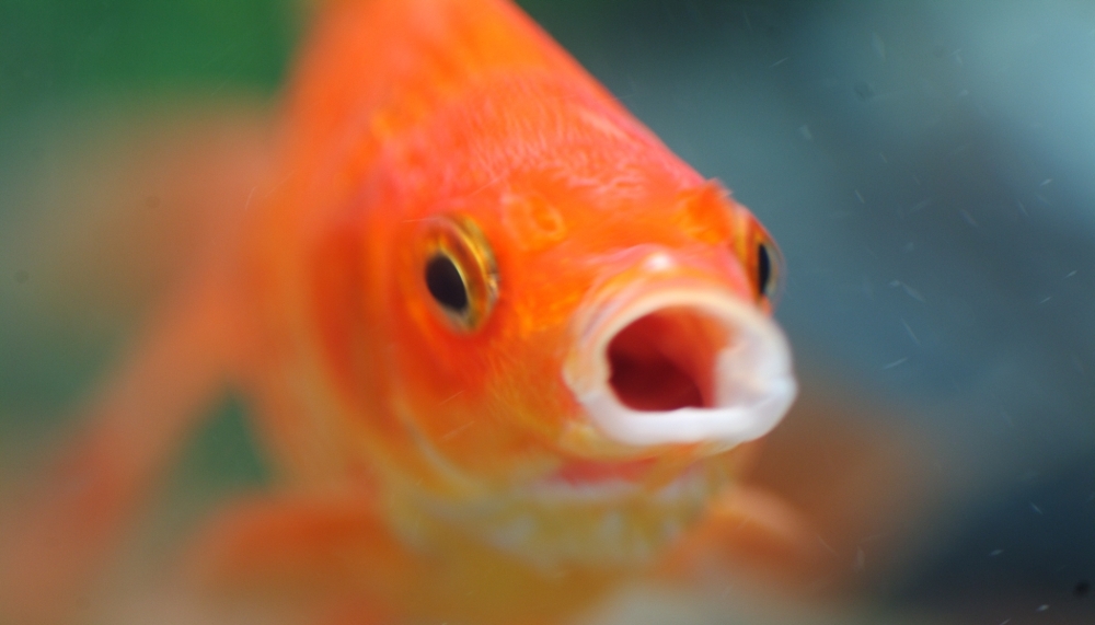 Monster Goldfish Threaten Lake Tahoe!