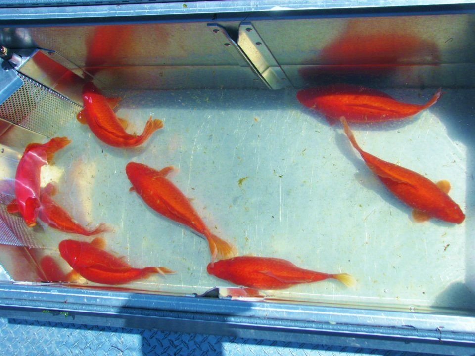 Monster Goldfish Threaten Lake Tahoe!