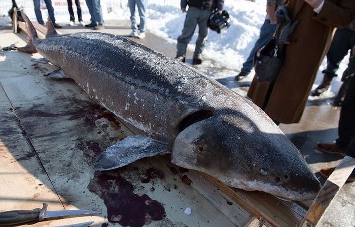 Sturgeon Fishing in Wisconsin