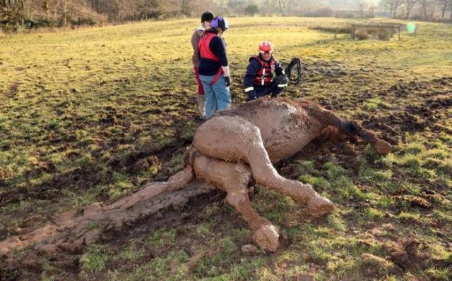 Firemen Rescue Horse from Mudslide