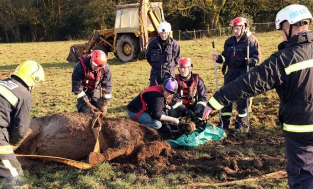 Firemen Rescue Horse from Mudslide