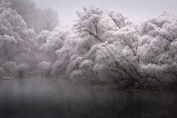 Hauntingly Beautiful Frosty Winter Trees 