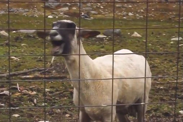 The Best (and Most Hilarious) Screaming Goat Remixes on the Web