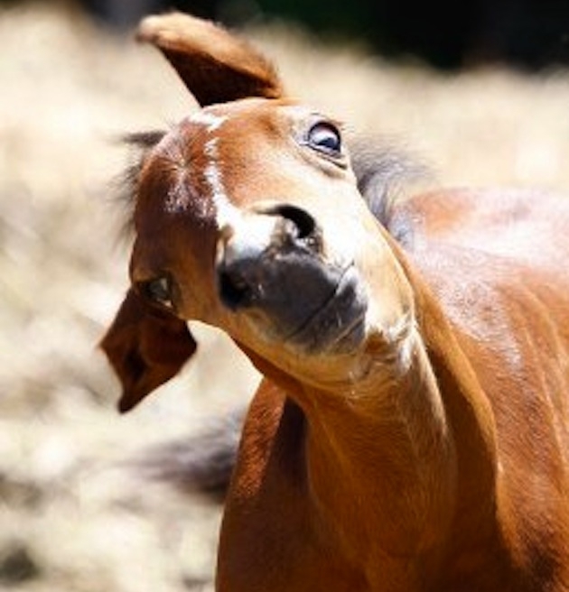 The Best Faces Horses Make