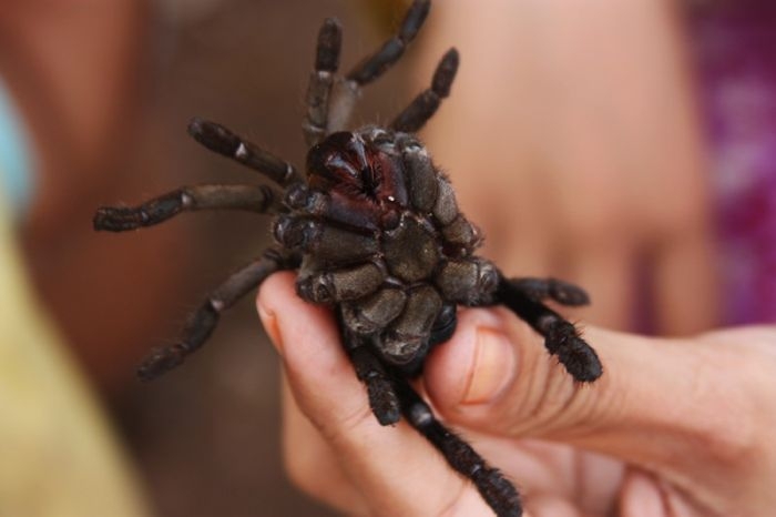 Cambodian Fried Spiders