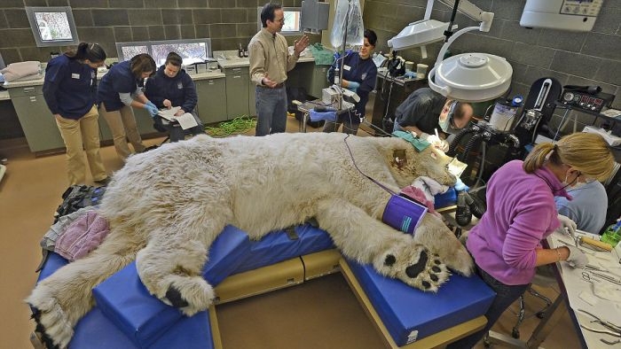 Polar Bear Visits Dentist