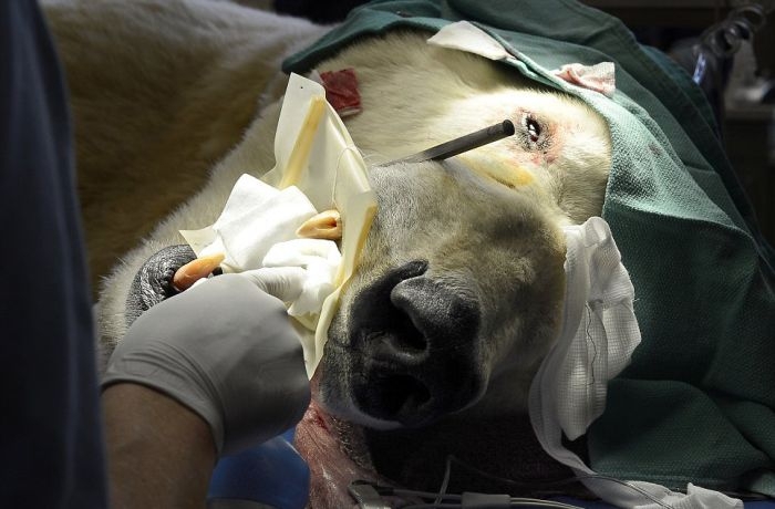 Polar Bear Visits Dentist