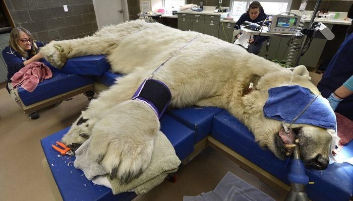 Polar Bear Visits Dentist