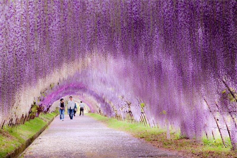 The Wisteria Flower Tunnel at Kawachi Fuji Garden 