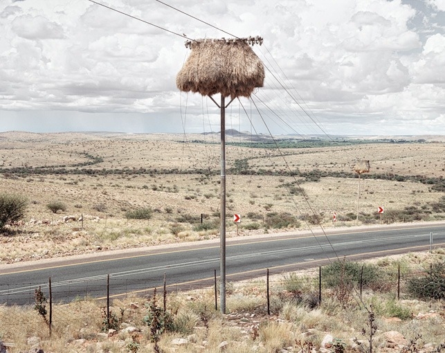 Massive Bird Nests on Telephone Poles