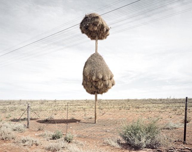 Massive Bird Nests on Telephone Poles