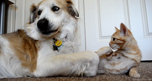 Cats Play with Dogs 
