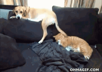 Cats Play with Dogs 