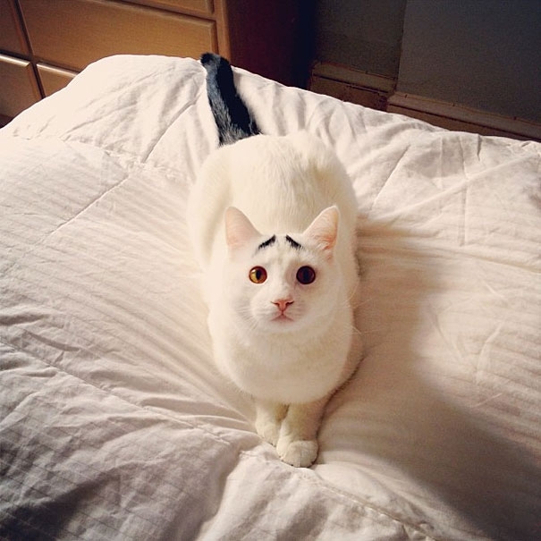 Meet Sam, The Cat With Eyebrows